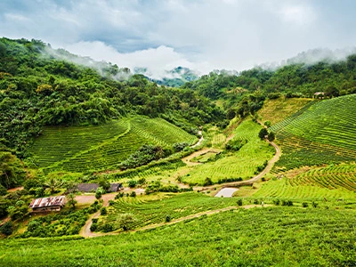 photographie des champs de thé dans les montagnes vertes du Mae Salong en Thaïlande